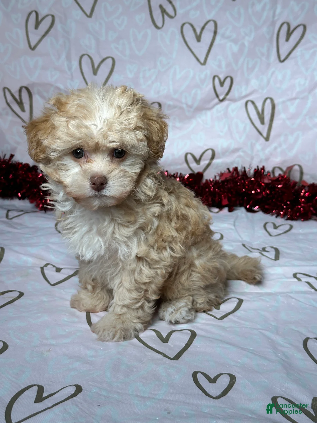 Havapoo dogs for sale: Ava - Ad 2