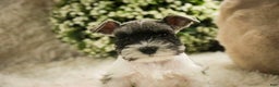 Miniature Schnauzer dogs for sale: Max - Ad 3