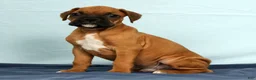 Boxer dogs for sale: Rover - Ad 9