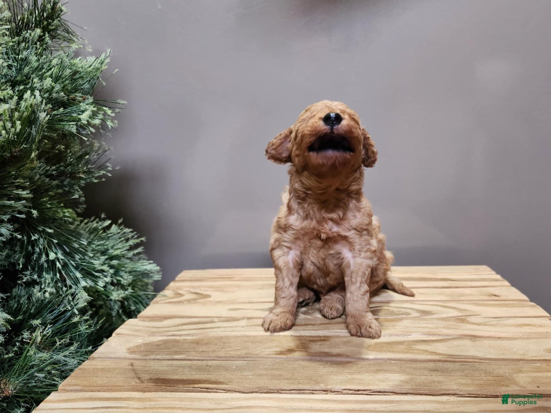Mini Goldendoodle dogs for sale: Houston - Ad 1