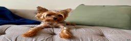 Yorkshire Terrier dogs for sale: Ivy - Ad 3