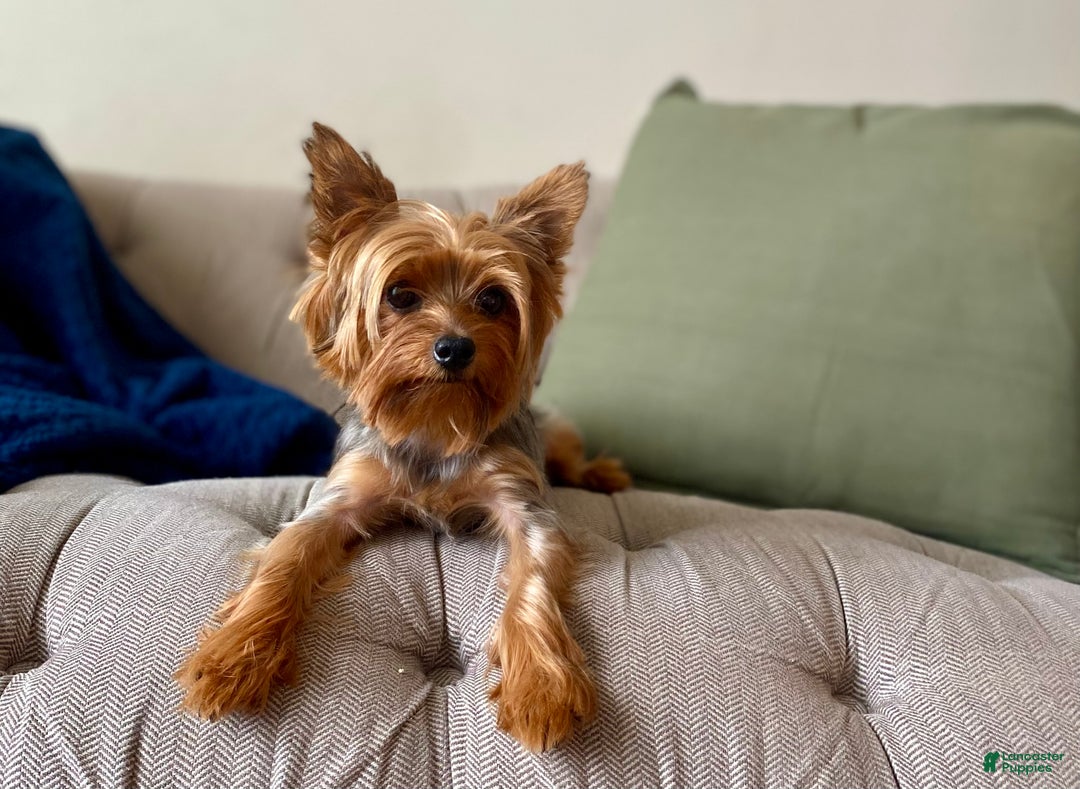 Yorkshire Terrier dogs for sale: Ivy - Ad 3