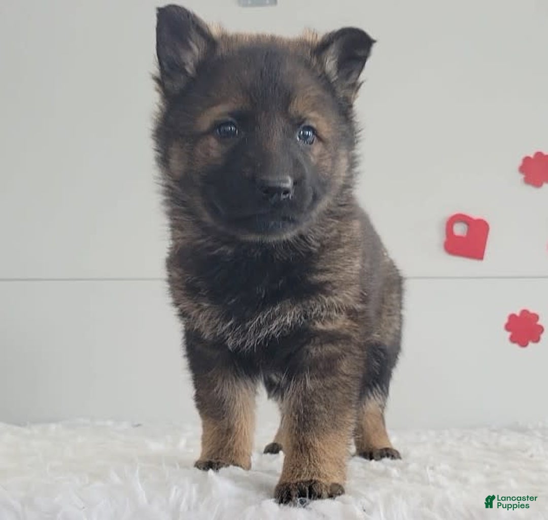 Gallery Image {{count}}