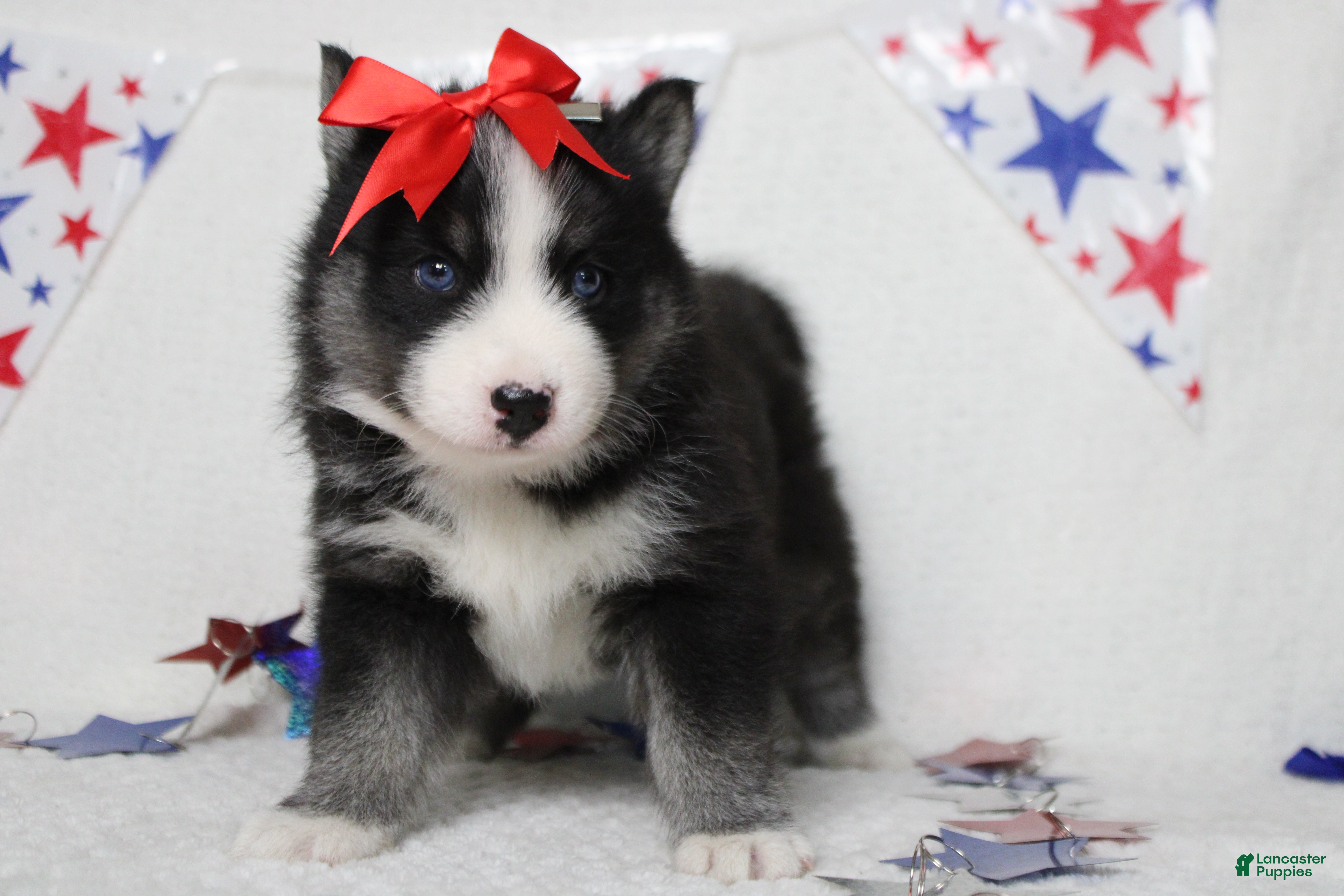 Pomsky dogs Miko - Ad 6