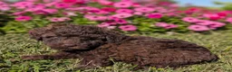 Toy Poodle dogs for sale: Twix - Ad 7