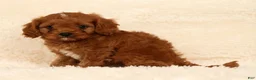 Cavapoo dogs for sale: Randy - Ad 4
