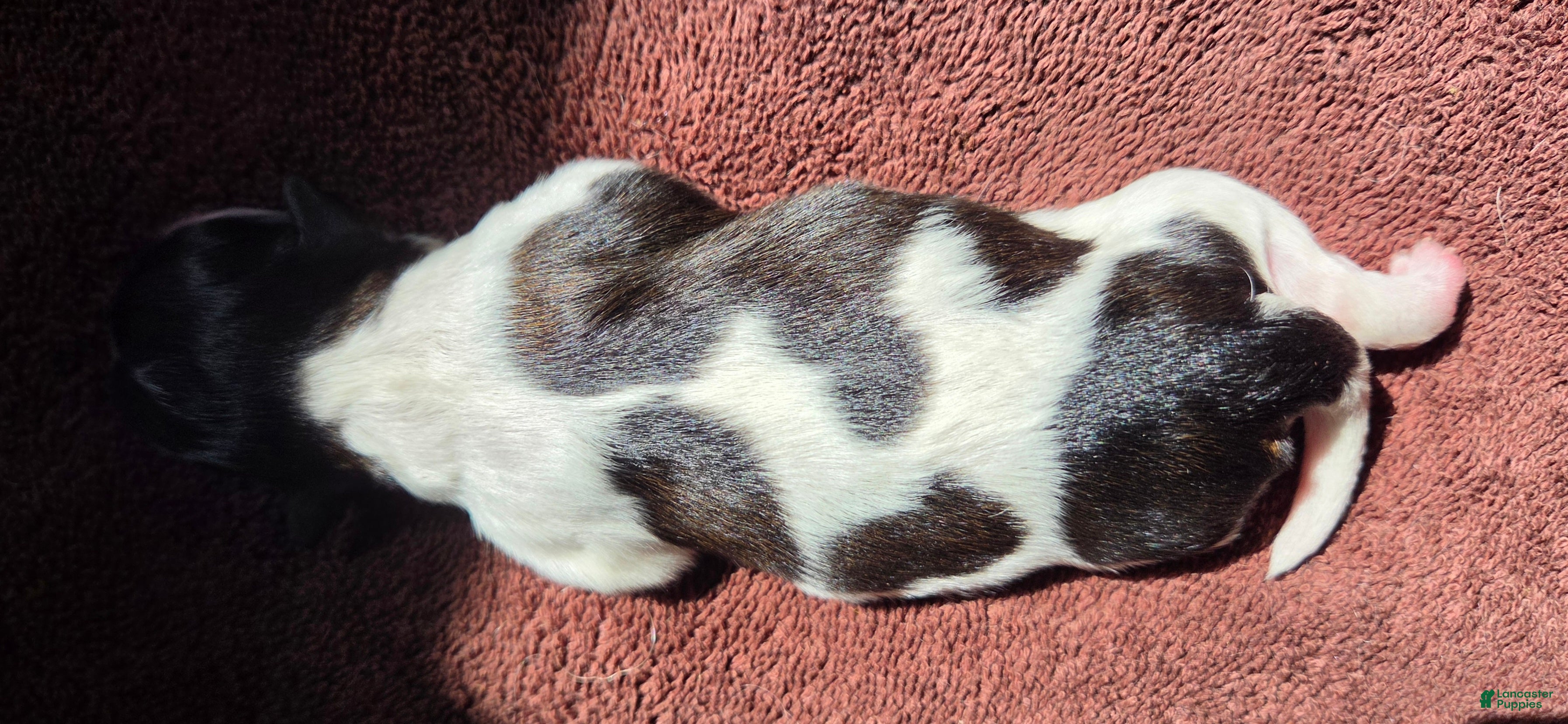 Shih Tzu dogs Shih Tzu Puppy 4 - Ad 33
