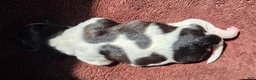 Shih Tzu dogs for sale: Shih Tzu Puppy 4 - Ad 1