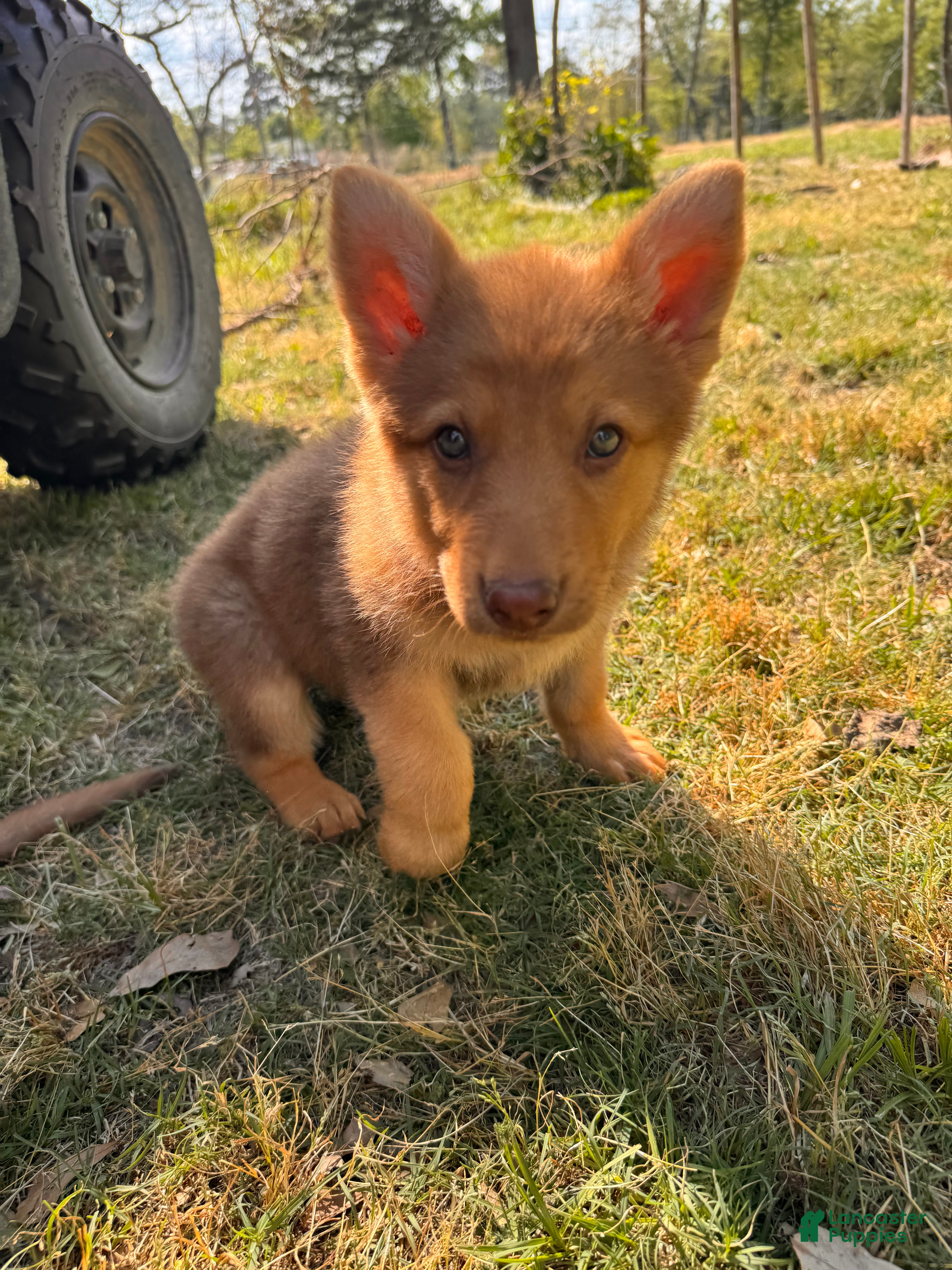 German Shepherd dogs Bella - Ad 37