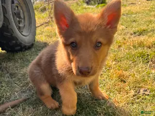 German Shepherd dogs Bella - Ad 38