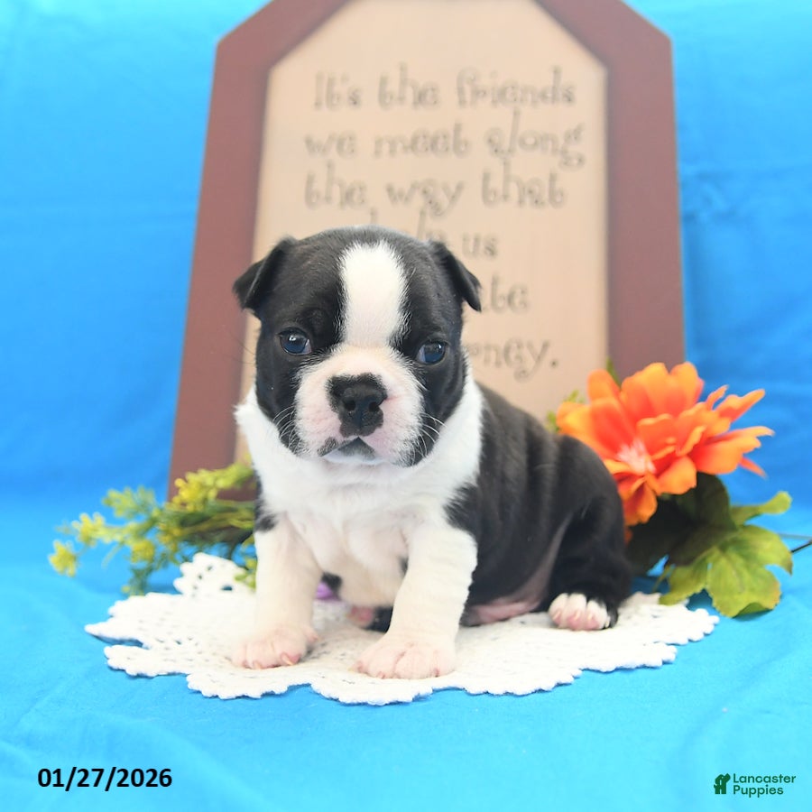 Boston Terrier dogs Roscoe - Ad 1