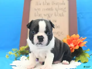 Boston Terrier dogs Roscoe - Ad 1