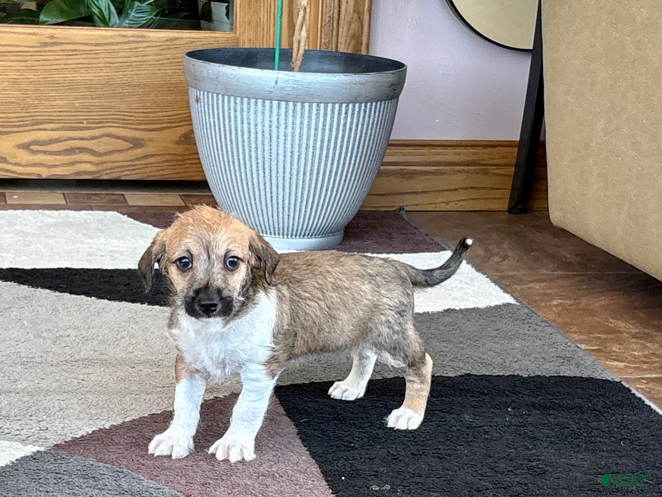 Mixed Breed dogs Italian greyhound/Havanese Sally  - Ad 2