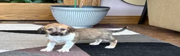Mixed Breed dogs for sale: Italian greyhound/Havanese Sally  - Ad 2