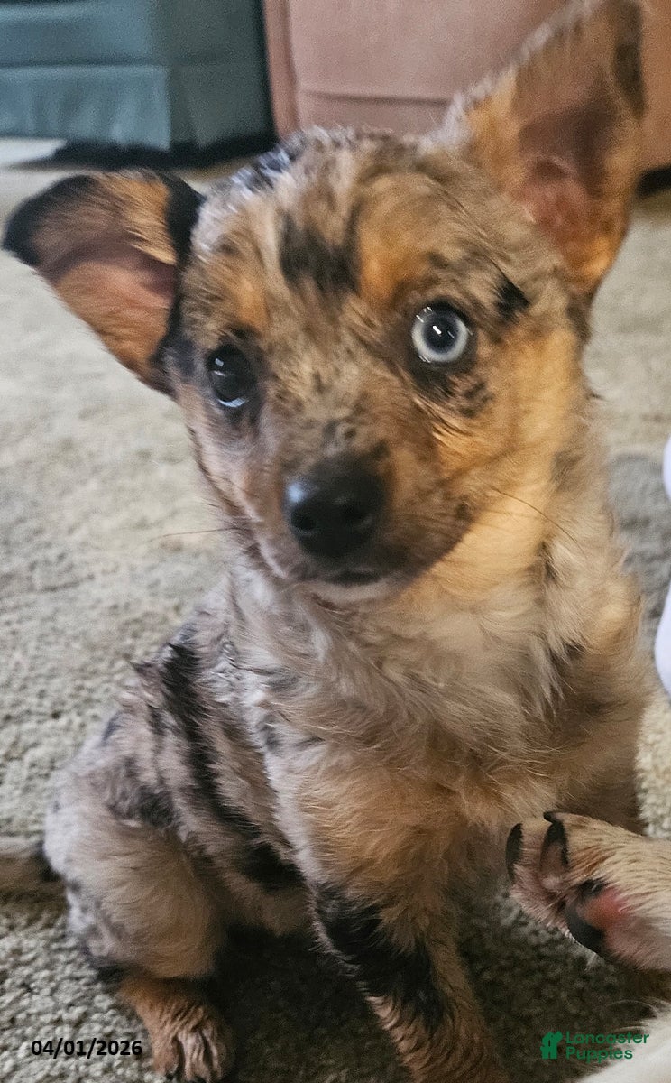 Mixed Breed dogs Siggy - Ad 1