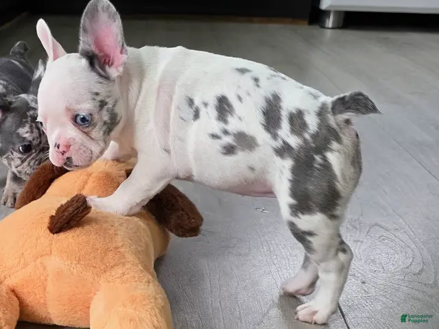French Bulldog dogs for sale: Siri - Ad 2
