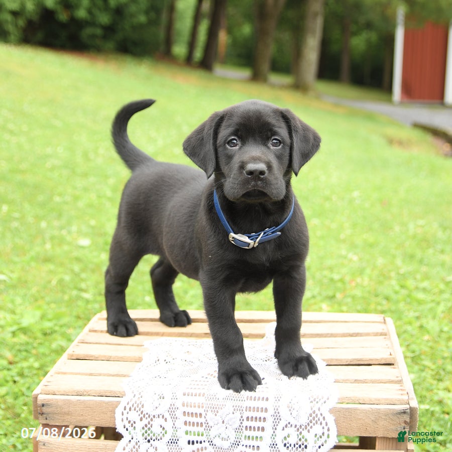 Labrador Retriever dogs Max - Ad 1