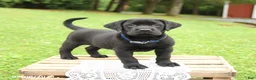 Labrador Retriever dogs for sale: Max - Ad 1