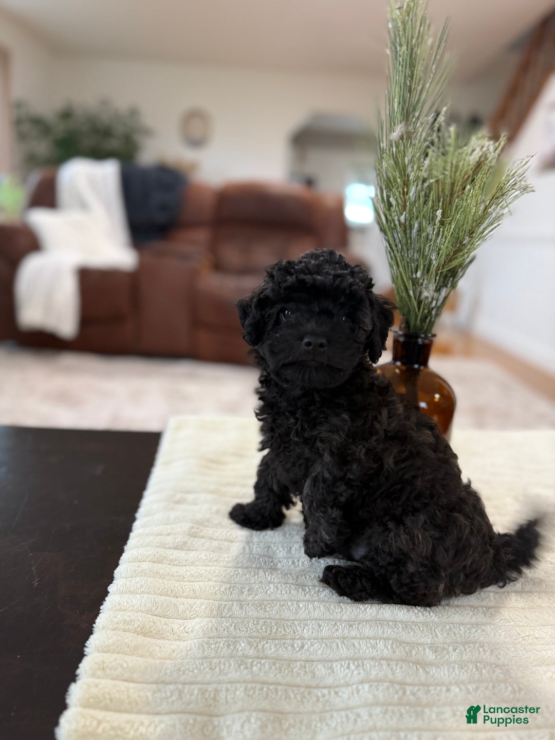 Maltipoo dogs for sale: Rome  - Ad 1