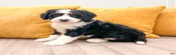 Mini Bernedoodle dogs for sale: Barbie - Ad 6