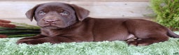 Labrador Retriever dogs for sale: Duke  - Ad 3