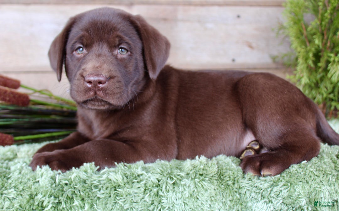 Labrador Retriever dogs for sale: Duke  - Ad 3
