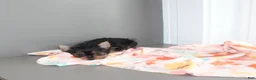 Yorkshire Terrier dogs for sale: Petunia - Ad 6