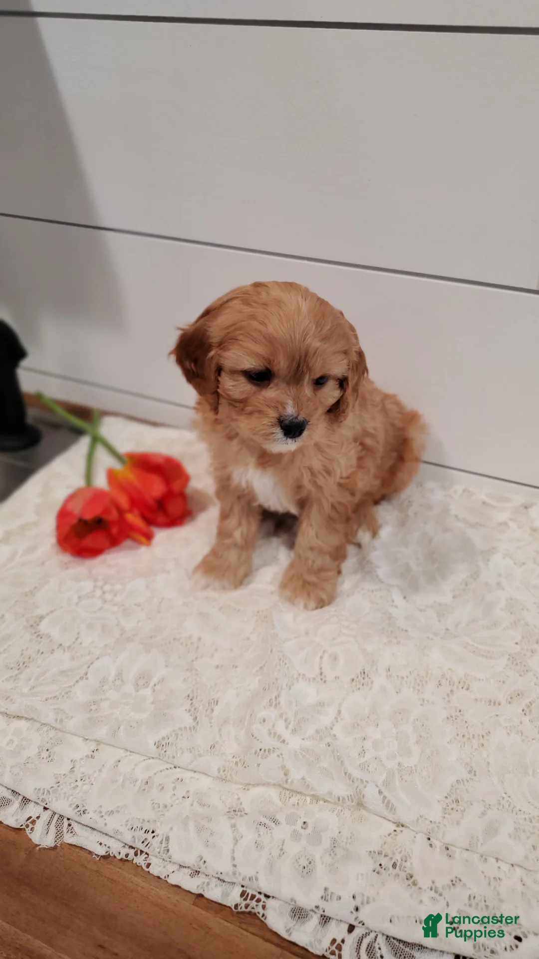 Cavapoo dogs for sale: Daffodil  - Ad 2