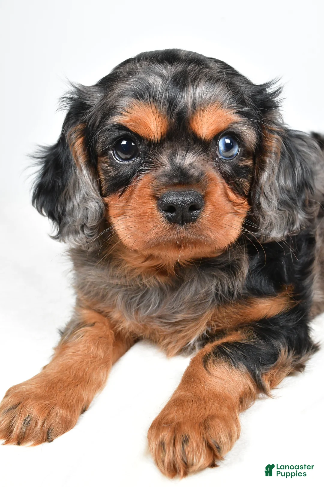 Cavalier King Charles Spaniel dogs for sale: Chelsea - Ad 2