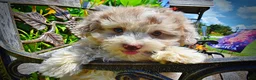 Havapoo dogs for sale: Espresso - Ad 5