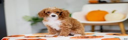 Toy Poodle dogs for sale: Waverly - Ad 8