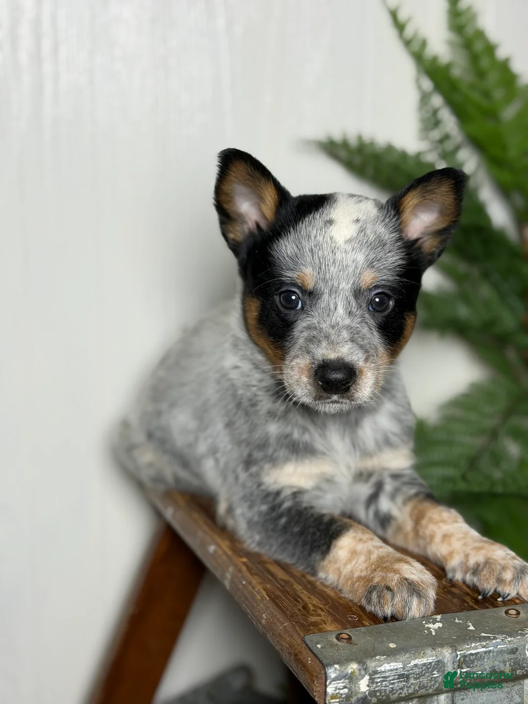 Australian Cattle Dog dogs for sale: Australian Cattle Dog Puppy 2 - Ad 2
