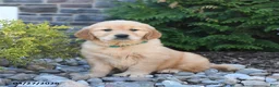 Golden Retriever dogs for sale: Goldie - Ad 1