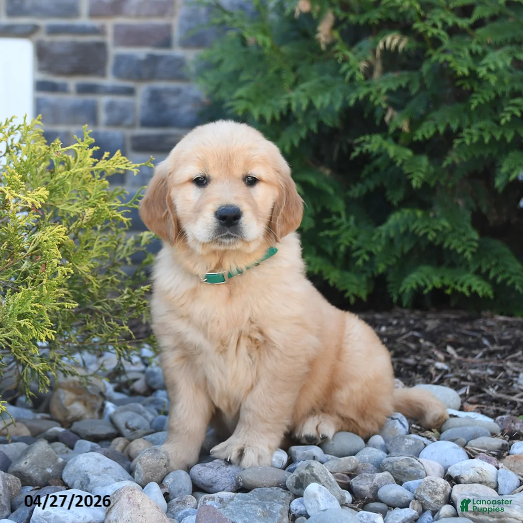 Golden Retriever dogs for sale: Goldie - Ad 1
