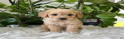 Mini Goldendoodle dogs for sale: Chip - Ad 3