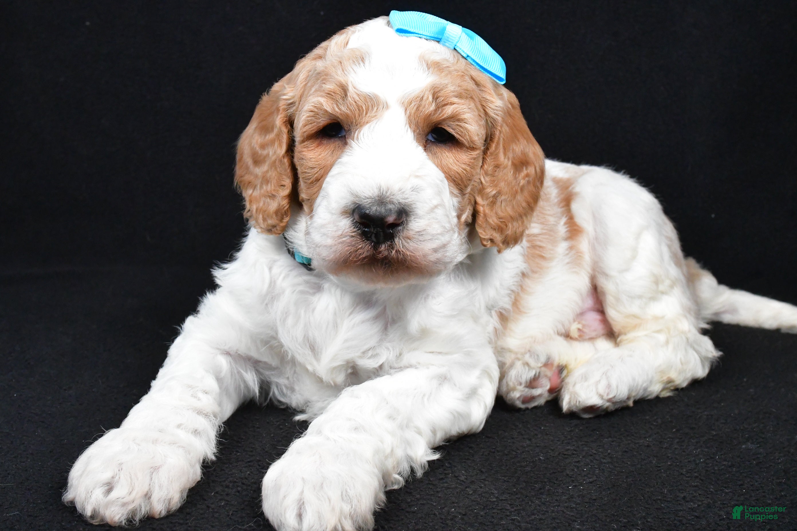 Standard Poodle dogs Franklin - Ad 2