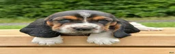 Basset Hound dogs for sale: Isabella - Ad 10