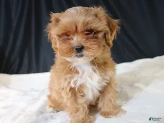Shihpoo dogs Shihpoo Puppy 2 - Ad 18