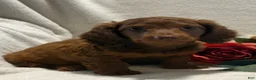 Miniature Dachshund dogs for sale: Pumpkin  - Ad 6