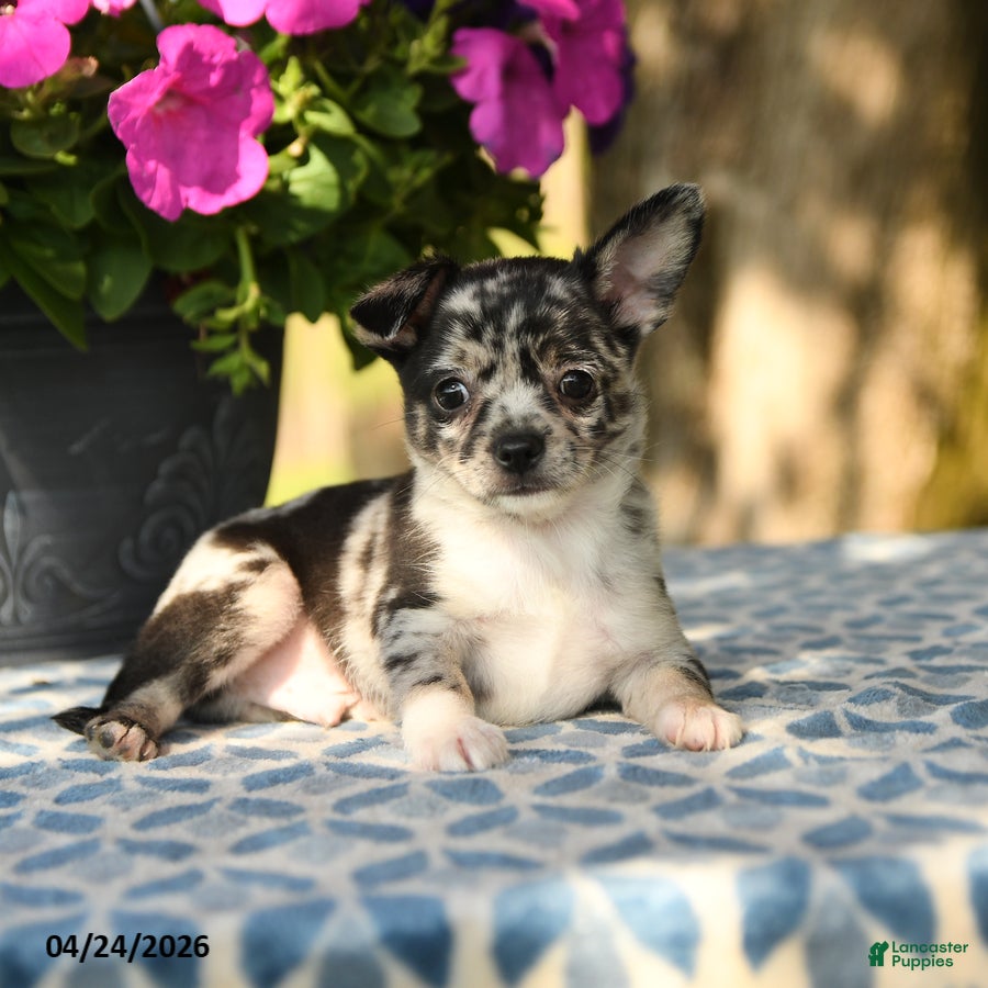 Chihuahua dogs Pebbles - Ad 2