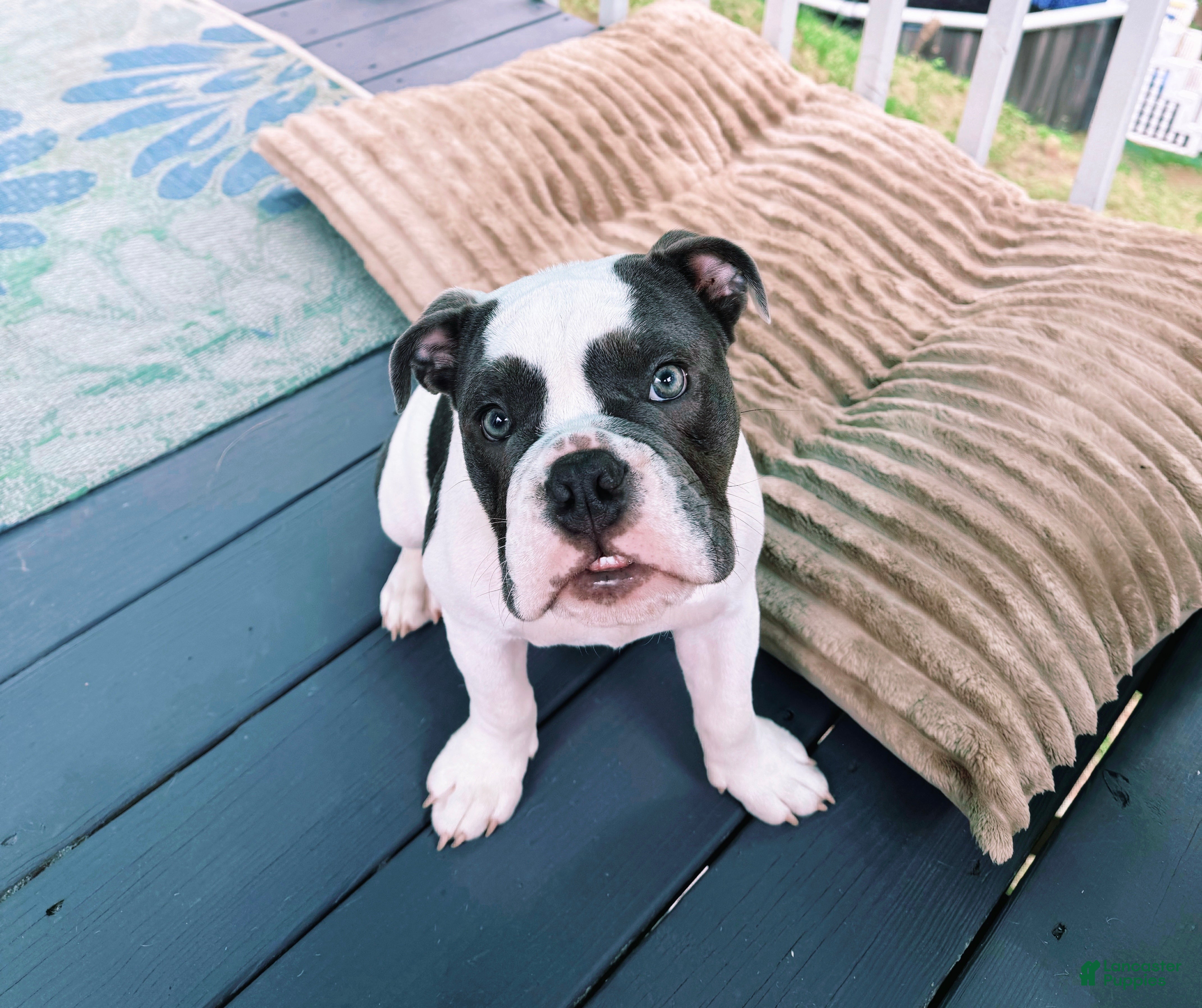 English Bulldog dogs Blue pied female Old English Bulldog - Ad 42