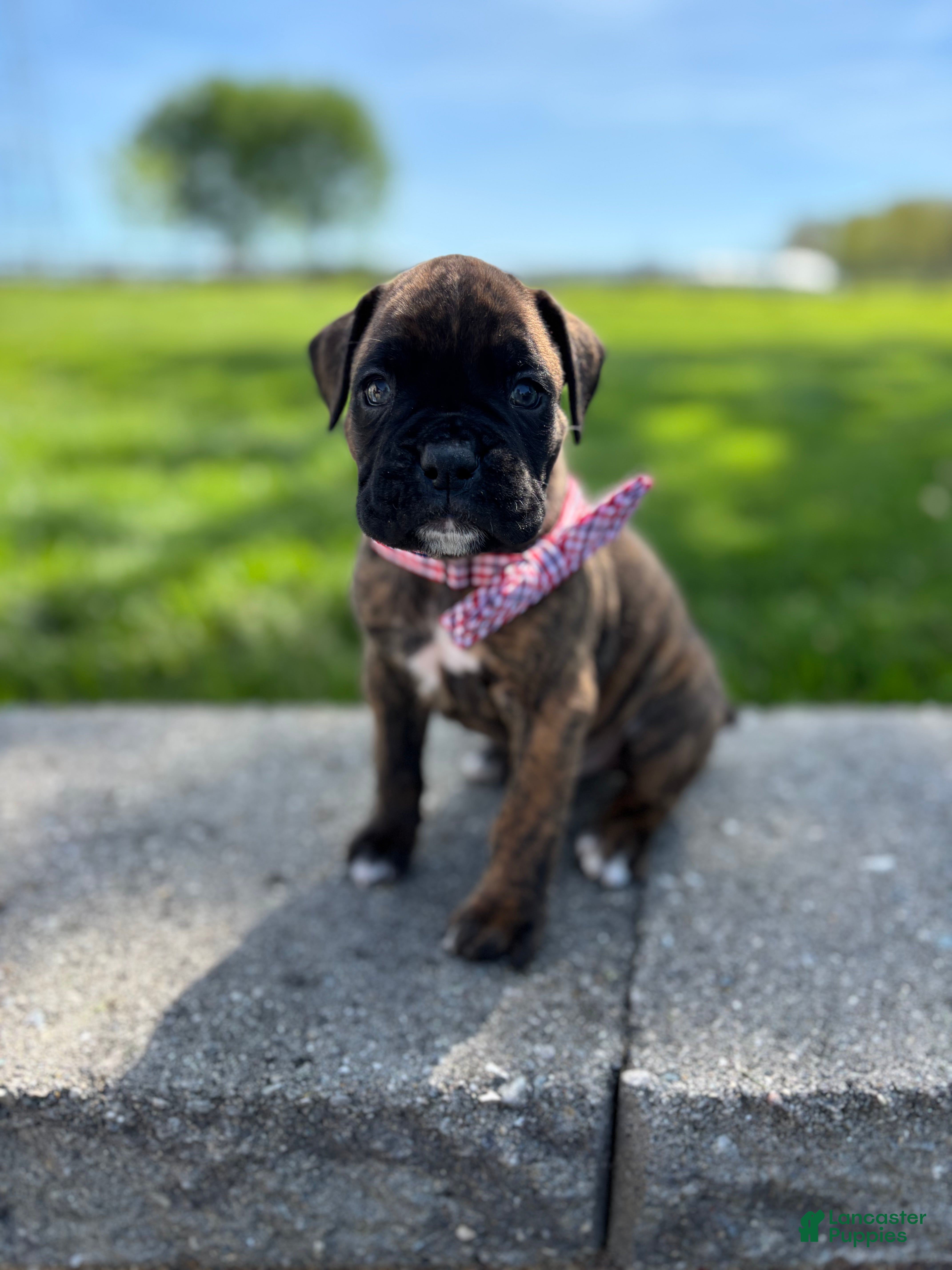 Boxer dogs Alex - Ad 2