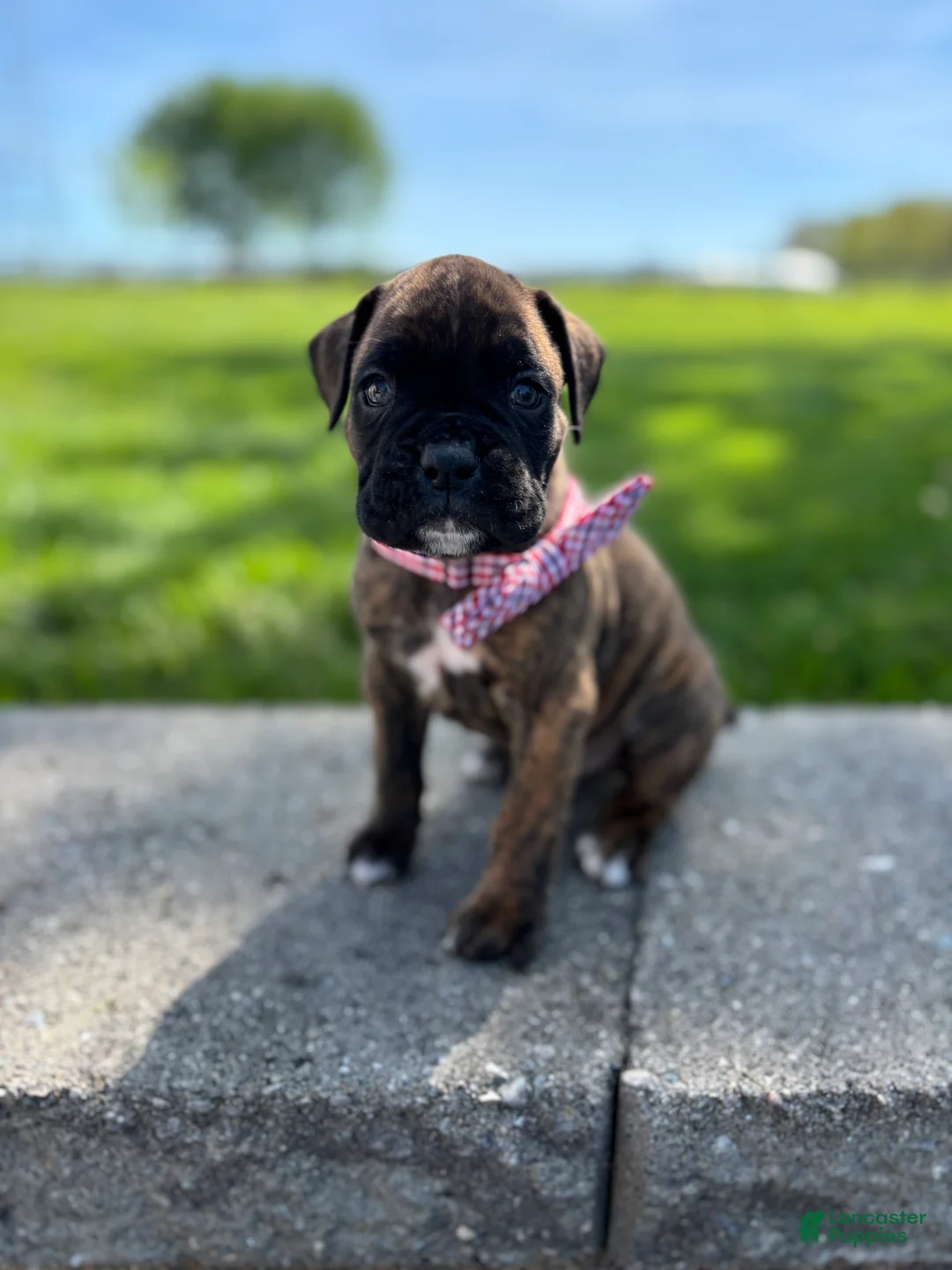 Boxer dogs for sale: Alex - Ad 2
