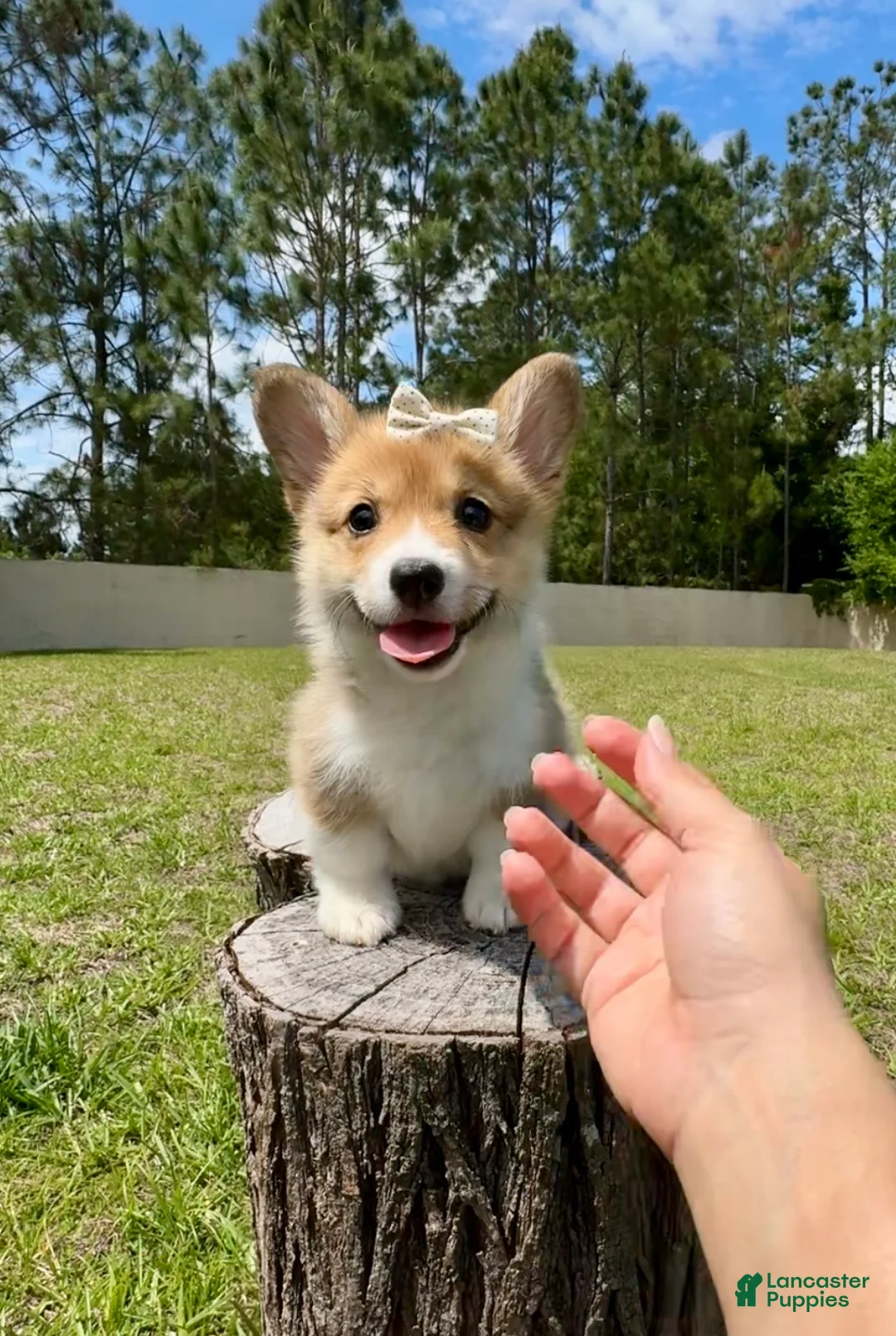 Mixed Breed dogs for sale: Prada - Ad 2