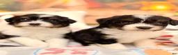Mini Aussiedoodle dogs for sale: Dale - Ad 7