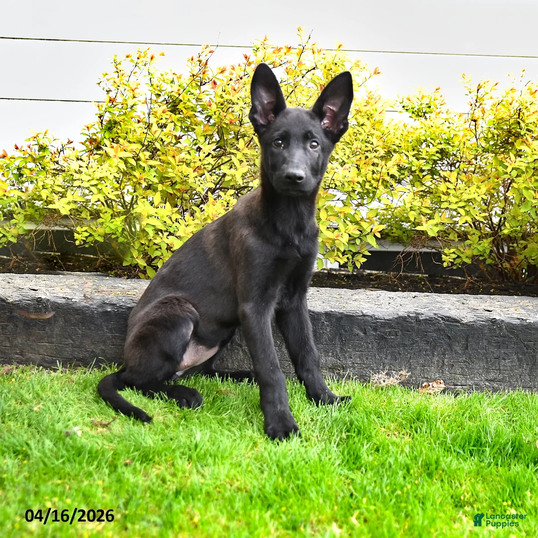 Mixed Breed dogs for sale: Twinkle - Ad 2