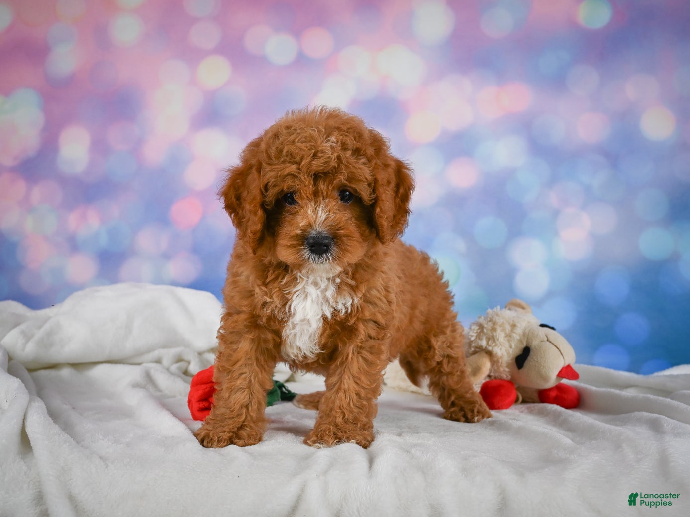 Cavapoo dogs Candy - Ad 2