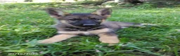 German Shepherd dogs for sale: Rusty - Ad 3
