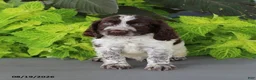 English Springer Spaniel dogs for sale: Macky - Ad 7