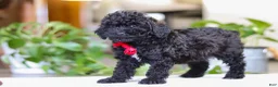 Miniature Poodle dogs for sale: Leo - Ad 4